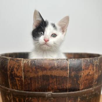 Domestic Short Hair Cats Available for Adoption - Nut | PetCurious