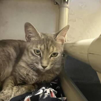 Papaya -  Domestic Short Hair Cat Available for Adoption - Papaya | PetCurious