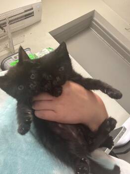 Faye -  Domestic Short Hair Cat for Adoption in Sorrento, Louisiana - Faye | PetCurious