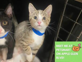 HARRY -  Domestic Short Hair Cat for Adoption in Fort Wayne, Indiana - HARRY | PetCurious
