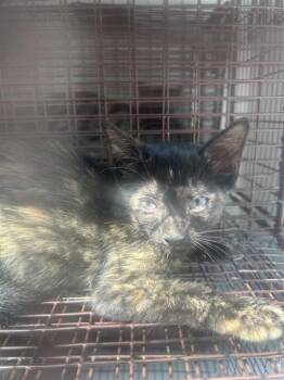 A662542 -  Domestic Short Hair Cat for Adoption in Houston, Texas - A662542 | PetCurious