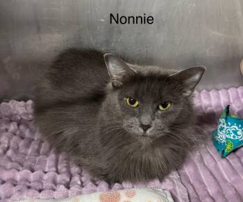 Rescue Domestic Medium Hair and Russian Blue Cats for Adoption in Ludington, Michigan - Nonnie | PetCurious
