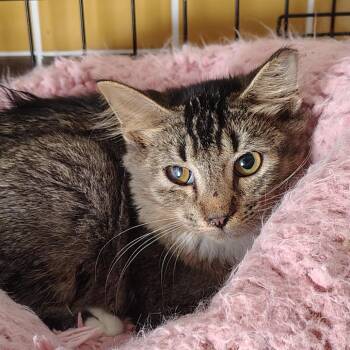 Azalea -  Domestic Medium Hair Cat for Adoption in Titusville, Florida - Azalea | PetCurious