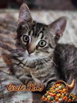Rescue Domestic Short Hair Cats for Adoption in Corinth, New York - Circle K | PetCurious