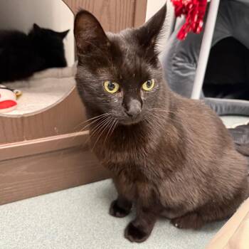 Gryphon -  Domestic Short Hair Cat for Adoption in West Palm Beach, Florida - Gryphon | PetCurious