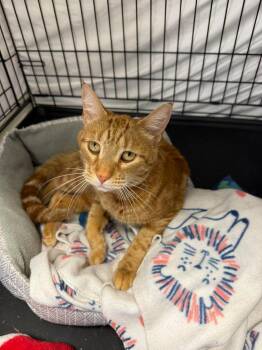 Domestic Short Hair Cats Available for Adoption in Hamburg, New York - Mary Ann | PetCurious