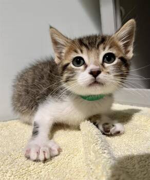 Domestic Short Hair Cats Available for Adoption in San Francisco, California - CLOUD | PetCurious