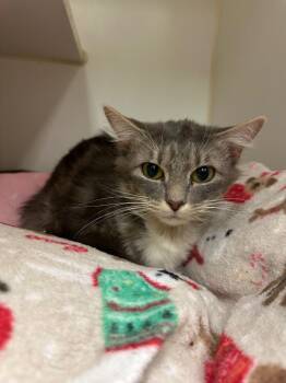 Stormy (Watauga) -  Domestic Short Hair Cat for Adoption in Johnson City, Tennessee - Stormy (Watauga) | PetCurious