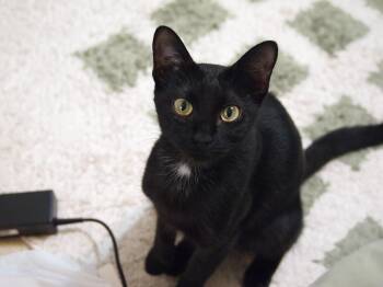 Stella -  Bombay and Domestic Short Hair Cat for Adoption in Pearland, Texas - Stella | PetCurious