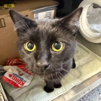 Goofy Boy (Petco) -  Domestic Short Hair Cat for Adoption in West Olive, Michigan - Goofy Boy (Petco) | PetCurious