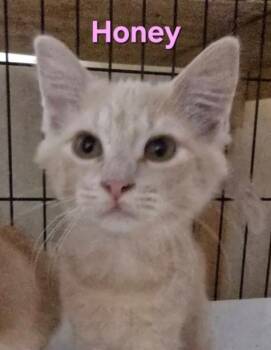 Rescue Domestic Short Hair Cats for Adoption in Buena Vista, Virginia - Honey | PetCurious