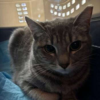 Domestic Short Hair Cats Available for Adoption - Joselito | PetCurious