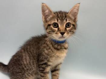 Goofy -  Domestic Short Hair Cat for Adoption in Woodbury, Minnesota - Goofy | PetCurious