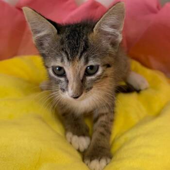 Aspen (OBT 4) -  Domestic Short Hair Cat for Adoption in Floresville, Texas - Aspen (OBT 4) | PetCurious