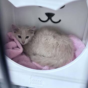 Myles -  Domestic Long Hair Cat for Adoption in Columbus, North Carolina - Myles | PetCurious