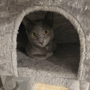 Russian Blue Cats Available for Adoption in Lawrenceville, Georgia - Barney | PetCurious