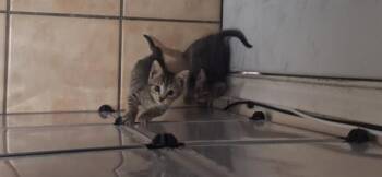 BAMBI -  Domestic Short Hair Cat for Adoption in San Antonio, Texas - BAMBI | PetCurious