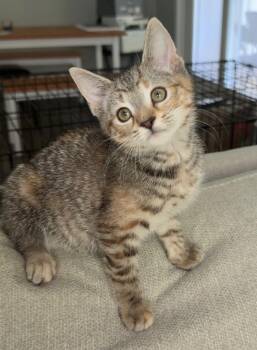 Priscilla -  Domestic Short Hair Cat for Adoption in Smithfield, North Carolina - Priscilla | PetCurious