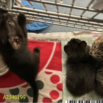Flannel -  Domestic Short Hair Cat for Adoption in West Palm Beach, Florida - Flannel | PetCurious