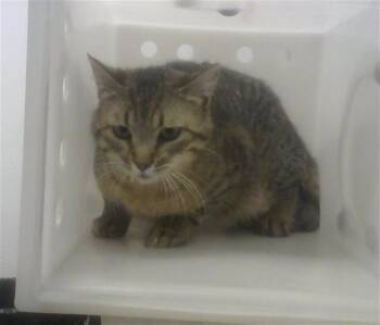 Domestic Short Hair Cats Available for Adoption in Albuquerque, New Mexico - TABBY | PetCurious
