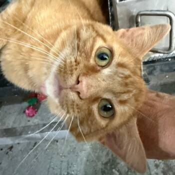 CHIEF -  Domestic Short Hair Cat Available for Adoption in Gresham, Wisconsin - CHIEF | PetCurious