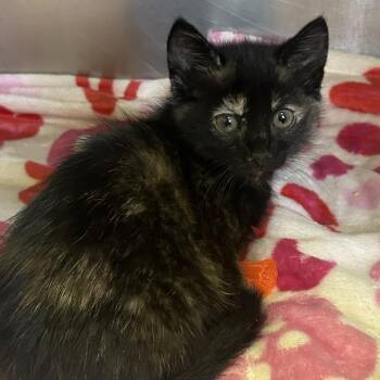 Domestic Short Hair Cats Available for Adoption - Wicked Tuna | PetCurious