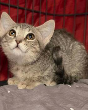 Kenzie -  Domestic Short Hair Cat for Adoption in Novato, California - Kenzie | PetCurious