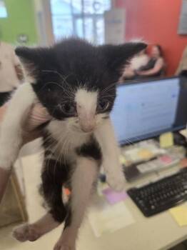 APOLLO -  Domestic Short Hair Cat for Adoption in Louisville, Kentucky - APOLLO | PetCurious