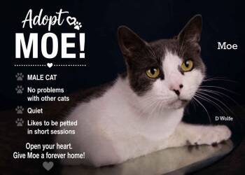 Moe -  Tuxedo Cat for Adoption in York, Nebraska - Moe | PetCurious