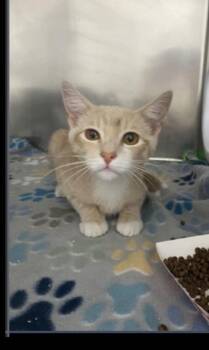 Galveston -  Domestic Short Hair Cat for Adoption in Lafayette, Colorado - Galveston | PetCurious