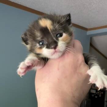 Domestic Short Hair Cats Available for Adoption in Morganton, North Carolina - Kaleidoscope | PetCurious