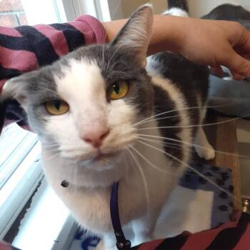 Harper -  Domestic Short Hair Cat Available for Adoption in Pittsburgh, Pennsylvania - Harper | PetCurious