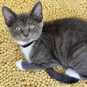 Thimble -  Domestic Short Hair Cat for Adoption in Richmond, Virginia - Thimble | PetCurious