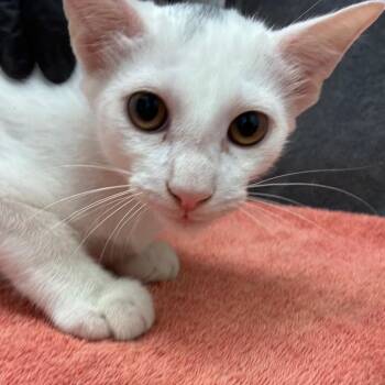 Dynamis -  Domestic Short Hair Cat for Adoption in Corpus Christi, Texas - Dynamis | PetCurious