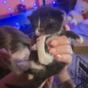 Remove -  Domestic Short Hair Cat for Adoption in Rochester, Minnesota - Remove | PetCurious