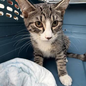 Siamese and Domestic Short Hair Cats Available for Adoption in Syosset, New York - Paisley | PetCurious