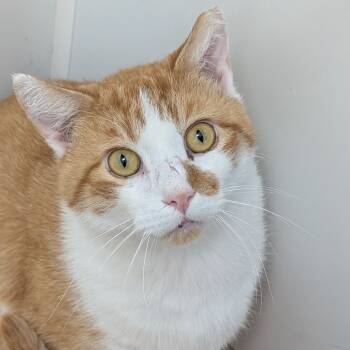 Rescue Domestic Short Hair Cats for Adoption - Floyd | PetCurious