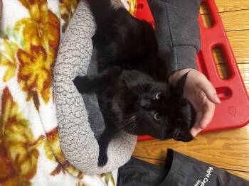Ford -  Domestic Short Hair Cat for Adoption in Fort Madison, Iowa - Ford | PetCurious