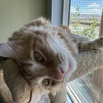 Fritz -  American Shorthair Cat for Adoption in Incline Village, Nevada - Fritz | PetCurious