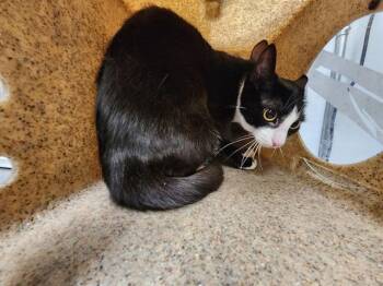IRIS -  Domestic Short Hair Cat for Adoption in Kent, Washington - IRIS | PetCurious