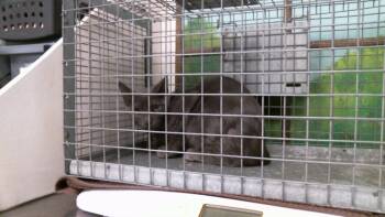 BENJI -  Russian Blue and Domestic Short Hair Cat for Adoption in Houston, Texas - BENJI | PetCurious