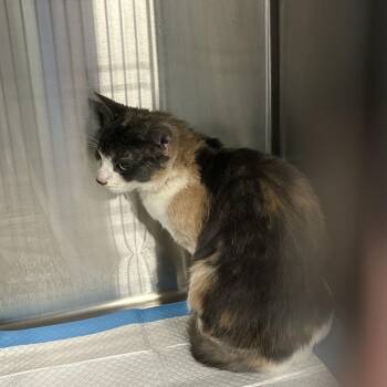 Princess -  Domestic Short Hair Cat for Adoption in Greensboro, North Carolina - Princess | PetCurious