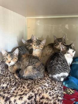 Domestic Short Hair and Tabby Cats Available for Adoption in Yardley, Pennsylvania - Pebble | PetCurious