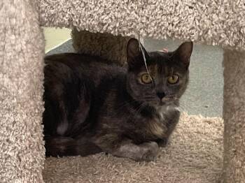 Cherry -  Domestic Short Hair Cat for Adoption in Trenton, Maine - Cherry | PetCurious