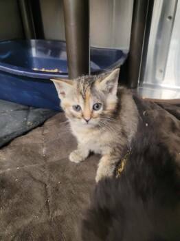 Iowa -  Domestic Short Hair Cat for Adoption in Republic, Missouri - Iowa | PetCurious