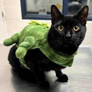 Rescue Domestic Short Hair Cats for Adoption in Fairport, New York - Dino Boy | PetCurious