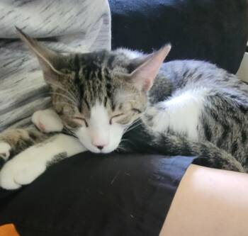 Latte -  Domestic Short Hair Cat for Adoption in Mayfield, New York - Latte | PetCurious