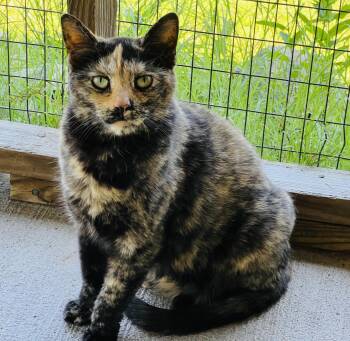 Rossi -  Tortoiseshell Cat for Adoption in Palmyra, Virginia - Rossi | PetCurious