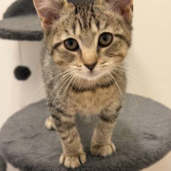 Mouse -  Domestic Short Hair Cat for Adoption in Westfield, New Jersey - Mouse | PetCurious