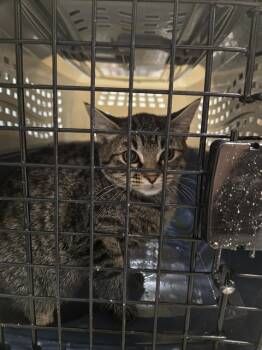 Rescue Domestic Short Hair Cats for Adoption in Casper, Wyoming - POPPY | PetCurious